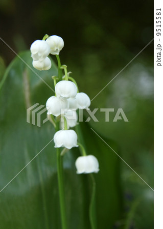 スズラン 9515581