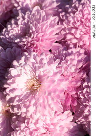 chrysanthemum chrysanthemum 9516032