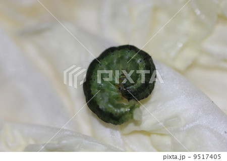 無農薬栽培の白菜からでてきたオオタバコガの幼虫03 無農薬栽培の白菜からでてきたオオタバコガの幼虫03 9517405
