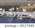 越冬する鳥たち　長野県安曇野市 9517490