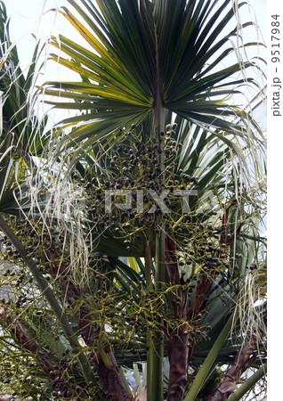 シュロ・シュロの実 9517984