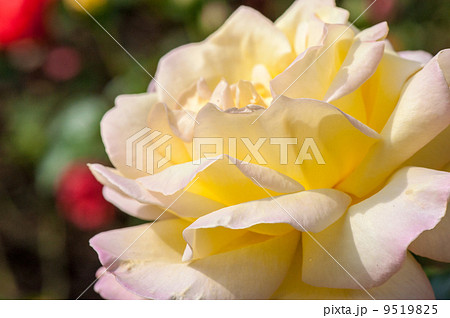 Garden roses Garden roses 9519825