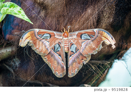 Attacus atlas night batterfly Attacus atlas night batterfly 9519828