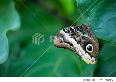 Butterfly on green leaf 9519895
