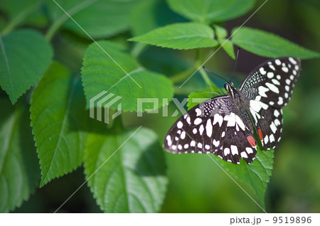 Butterfly on green leaf 9519896