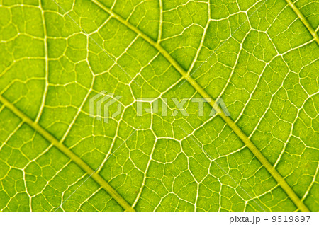 datura suaveolens leaf 9519897