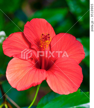 Hibiscus rosasinensis hybrid Hibiscus rosasinensis hybrid 9519905