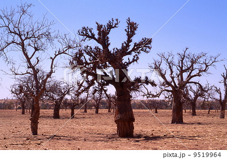 乾季のバオバブ 乾季のバオバブ 9519964