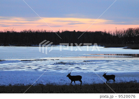 二頭の鹿が歩く冬の野付半島　（別海町） 9520076