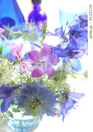 青い花 青い花 9520156