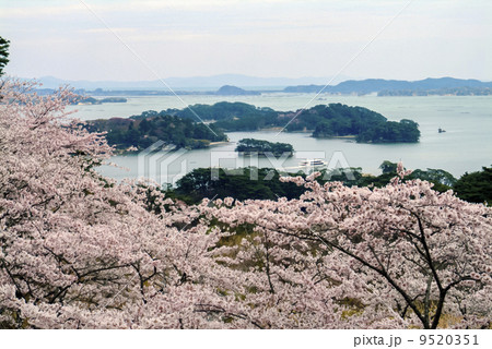 松島・西行戻しの松公園の桜 松島・西行戻しの松公園の桜 9520351