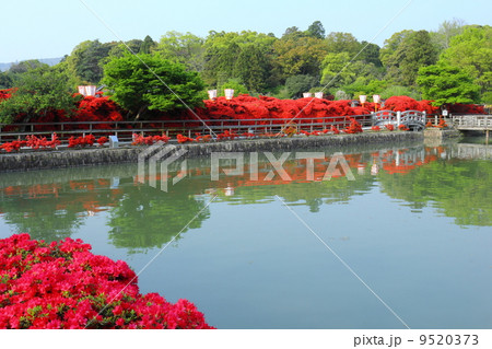 長岡天満宮　霧島躑躅と八条ヶ池 9520373