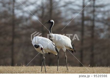 丹頂鶴　（鶴居村） 9520566
