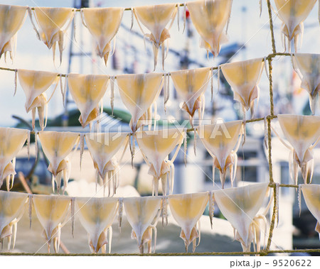 いか干し 9520622