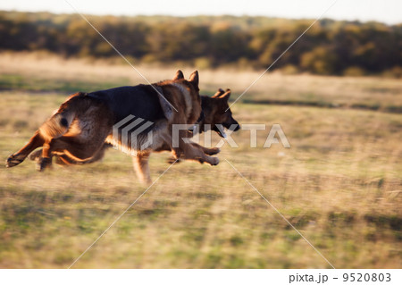 German Shepherd 9520803