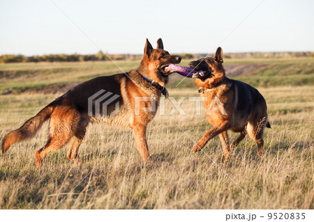 German Shepherd 9520835