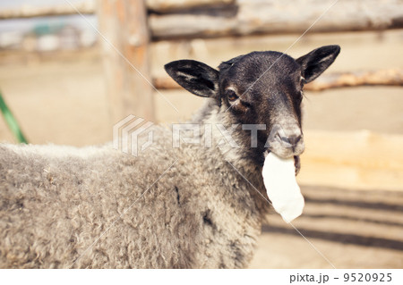 Sheep 9520925