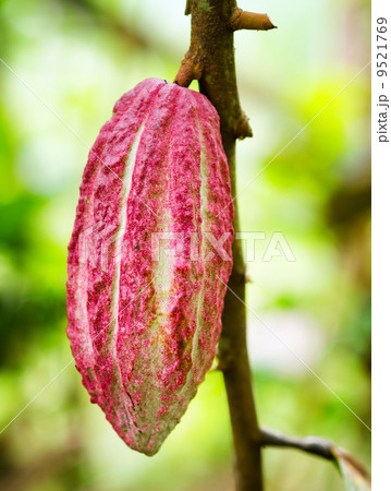 Ripe cacao bean on the wood 9521769