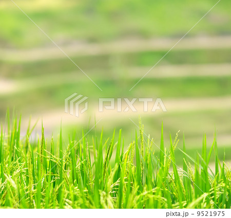 Green rice field Green rice field 9521975