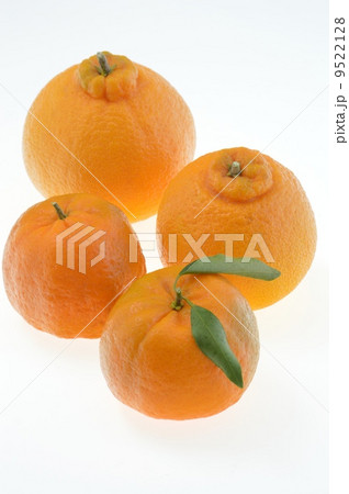 柑橘類 柑橘類 9522128