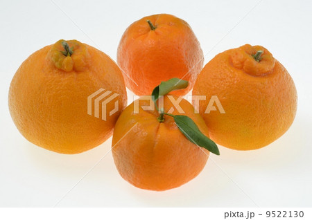 柑橘類 柑橘類 9522130