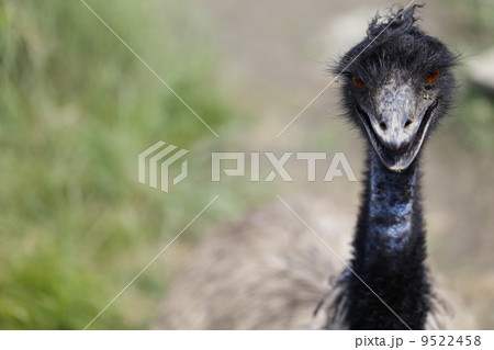 ダチョウ 9522458