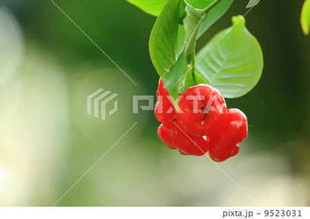 Rosewater apple 9523031