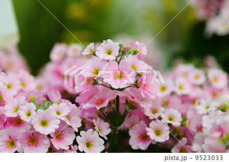 Primula malacoides 'Ume-Otome' Primula malacoides 'Ume-Otome' 9523033