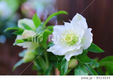 Christmas rose 9523034