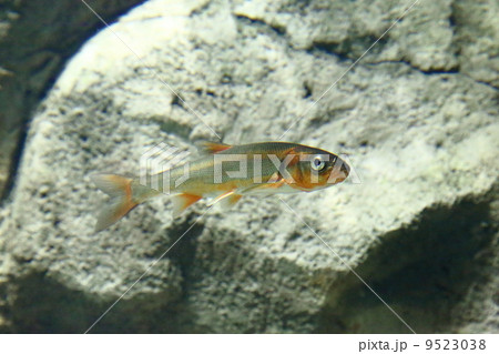 Japanese dace 9523038