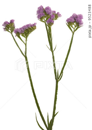 Beautiful purple flower 9523488