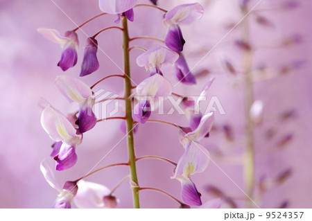 藤の花 藤の花 9524357