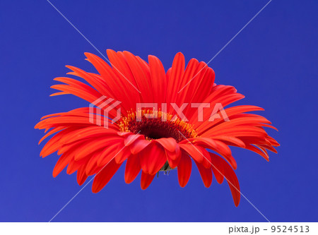 Gerbera Gerbera 9524513