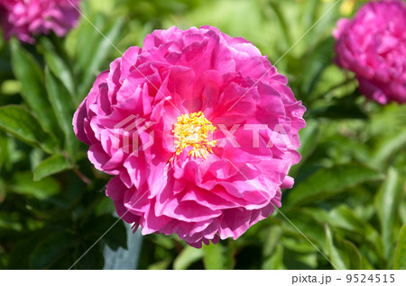 peony flower peony flower 9524515