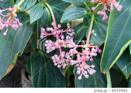 メディニラ・スペキオサ メディニラ・スペキオサ 9524991