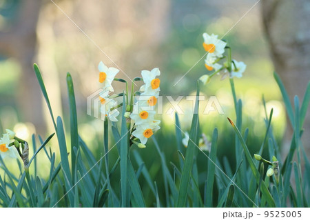 スイセンの花 スイセンの花 9525005