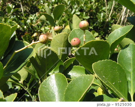 熟し始めて桃色になり始めたマサキの実 9525030