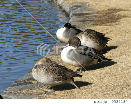 稲毛海浜公園の池で日向ぼっこのオナガガモの番 9525184