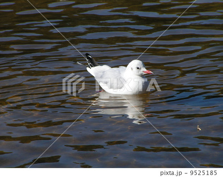 花の美術館前の池で泳ぐユリカモメ 9525185