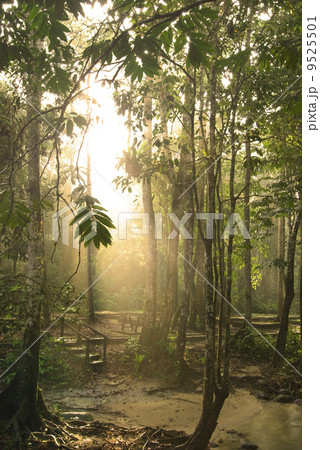 green forest 9525501