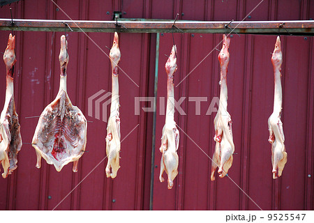 Whole dead raw ducks in preparation for cooking traditional chin 9525547