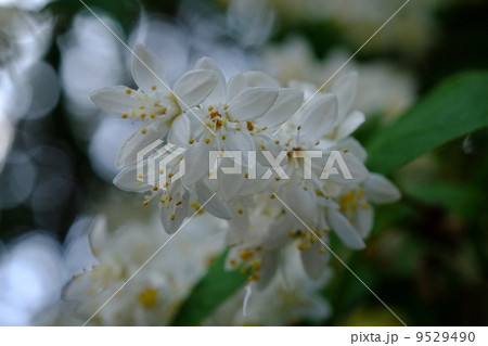 ウノハナ 9529490