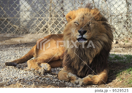ライオン ライオン 9529525