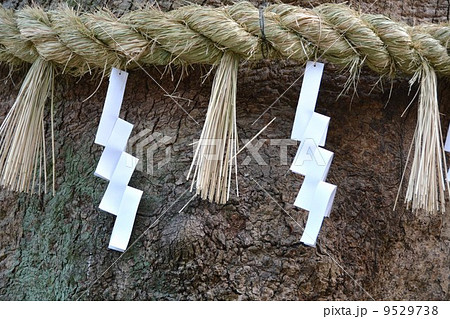 熱田神宮　大楠のしめ縄 9529738