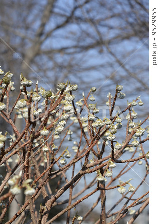 ミツマタの蕾(1月) ミツマタの蕾(1月) 9529955