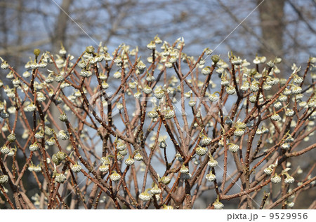 ミツマタの蕾（1月） 9529956