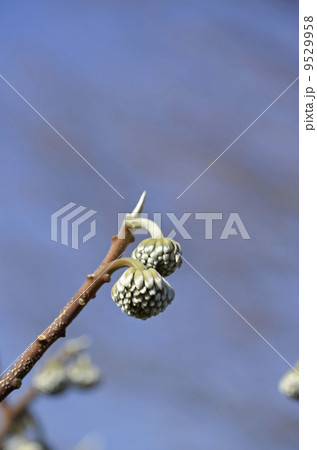 ミツマタの蕾(1月) ミツマタの蕾(1月) 9529958