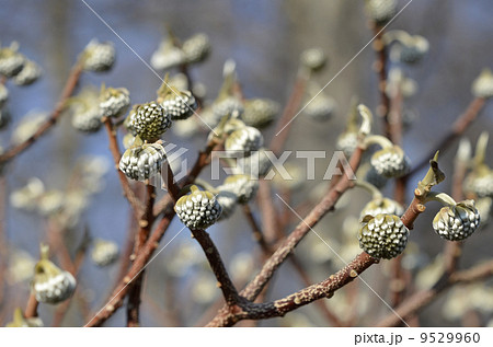ミツマタの蕾(1月) ミツマタの蕾(1月) 9529960