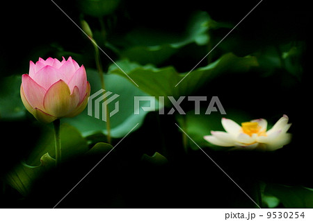 蓮の花と葉っぱ 9530254