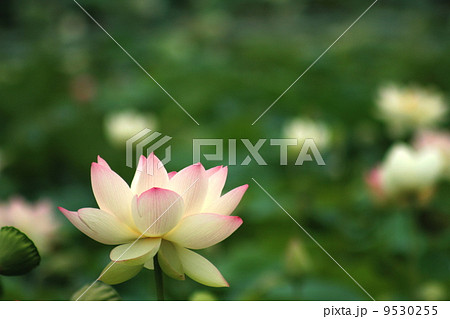 蓮の花と葉っぱ 9530255